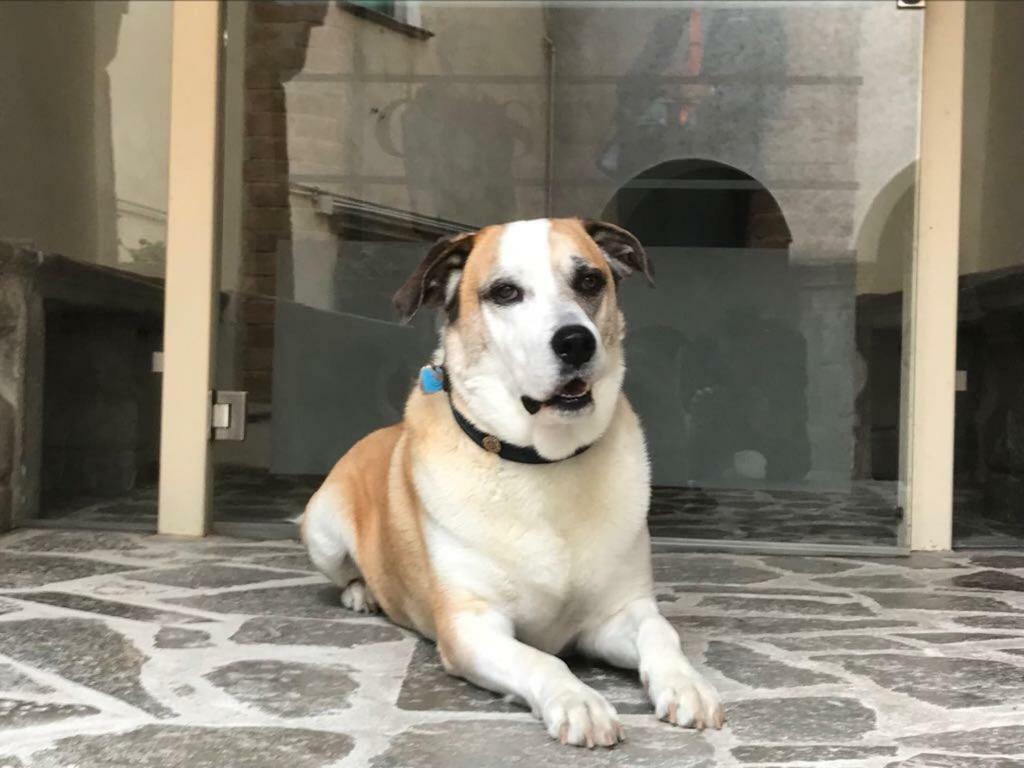 Palazzo Cestari Hotel Montesano sulla Marcellana Dış mekan fotoğraf